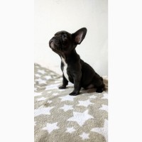 French bulldogs puppys of exotic colors