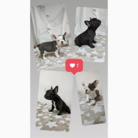 French bulldogs puppys of exotic colors