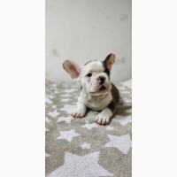 French bulldogs puppys of exotic colors