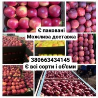 Продам яблука Пінова, Флоріна, Голден, Чемпіон і тд