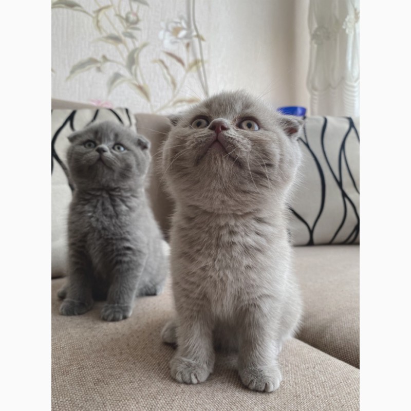 Фото 1/4. Шотландські кошенята (Scottish fold/Scottish strite)