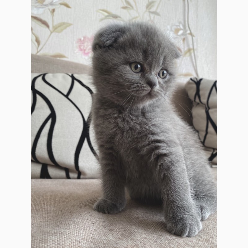 Фото 2/4. Шотландські кошенята (Scottish fold/Scottish strite)