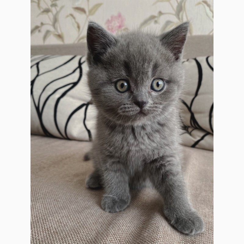 Фото 4. Шотландські кошенята (Scottish fold/Scottish strite)