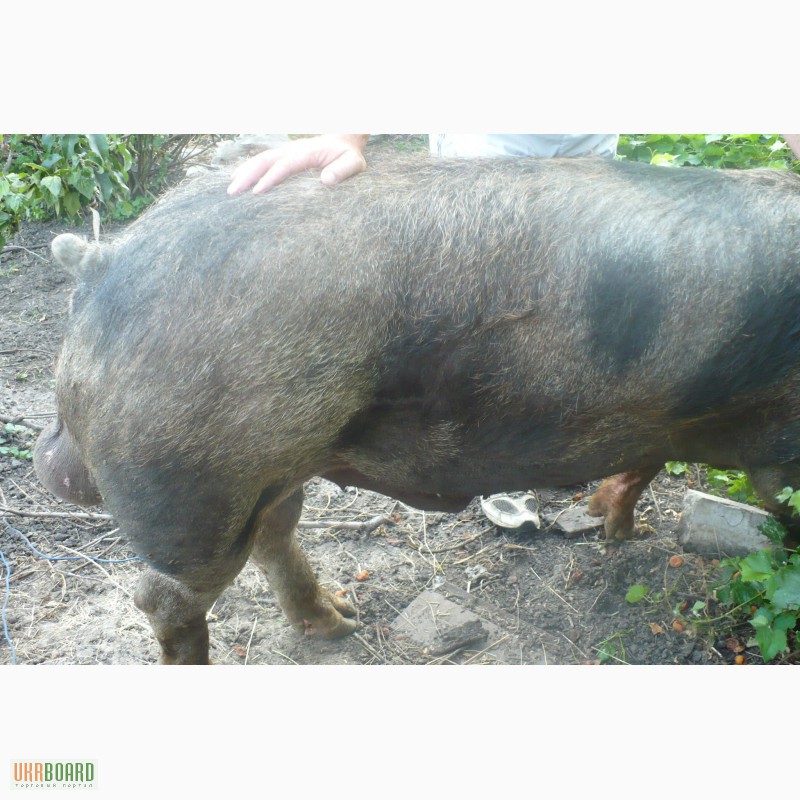 Максгро порода свиней характеристика фото