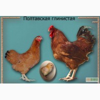 Цыплята Полтавской глинистой