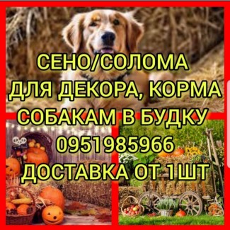 Сіно для декору, солома в тюках собакам на підстилку, також для корму худоби з доставкою