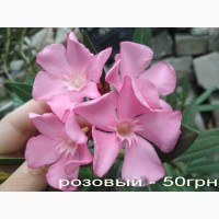 Олеандр ярко-розовый махровый SPLENDENS GIGANTEUM