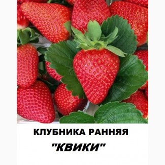 Продам саджанці полуниці садової сорт Квікі