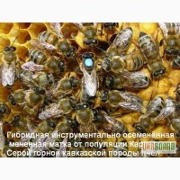 Продаю пчелиных маток(Карпатка-Кавказянка),