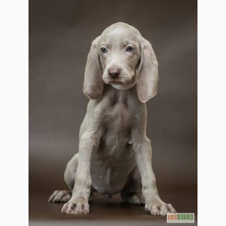 Продам щенков породы Веймаранер (нем. Weimaraner)