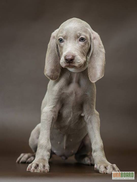 Фото 1/5. Продам щенков породы Веймаранер (нем. Weimaraner)