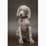 Продам щенков породы Веймаранер (нем. Weimaraner)