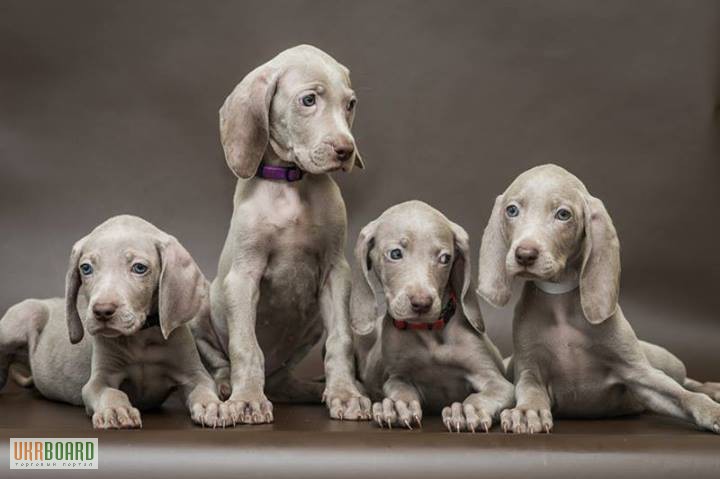 Фото 4. Продам щенков породы Веймаранер (нем. Weimaraner)