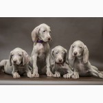 Продам щенков породы Веймаранер (нем. Weimaraner)