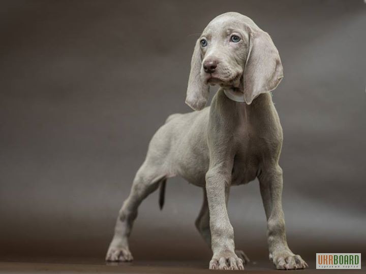 Фото 5. Продам щенков породы Веймаранер (нем. Weimaraner)