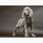 Продам щенков породы Веймаранер (нем. Weimaraner)