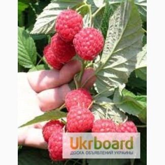 Продаём саженцы крупноплодной малины Глен Емпл (Глен Ампл) (Glen Ample Raspberry)