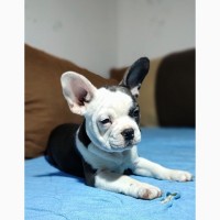 French bulldogs of exotic colors