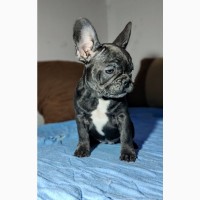 French bulldogs of exotic colors