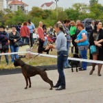 Купить щенка боксёра из питомника