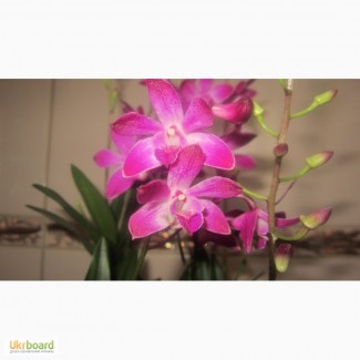 Продам Dendrobium Berry Oda