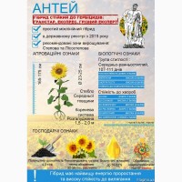 Семена подсолнечника Антей (гранстароустойчивый)