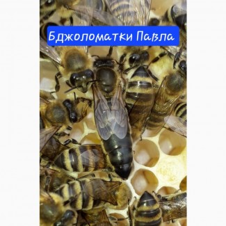 В продажі плідні 2024 високопродуктивні матки, бджолині матки КАРПАТКА /є торг/