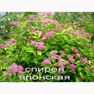 Спирея японская декоративный кустарник