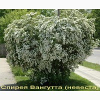 Спирея японская декоративный кустарник