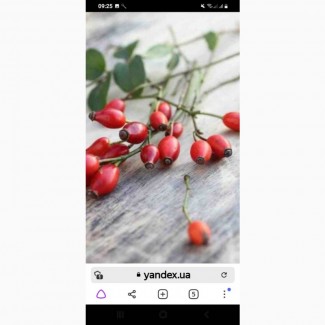 Купим свежий шиповник и красную рябину, любое количество