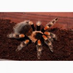 Паук птицеед Брахипельма Смита (лат. Brachypelma smithi) 3-8 см