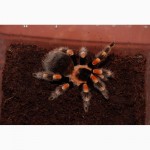 Паук птицеед Брахипельма Смита (лат. Brachypelma smithi) 3-8 см