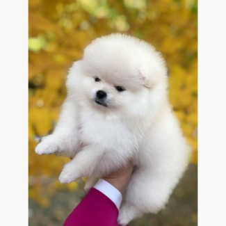 Pomeranian puppy for sale