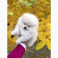 Pomeranian puppy for sale