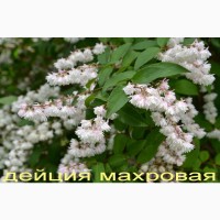 Спирея Макрофилла декоративный кустарник