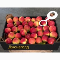 Продажа яблок в асортименте опт! Свое