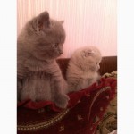 Котята шотландские вислоухие