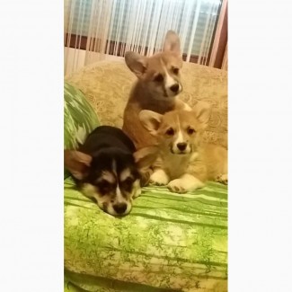 Pembroke Welsh Corgi цуценят на продаж