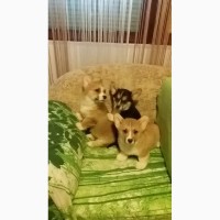 Pembroke Welsh Corgi цуценят на продаж