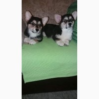 Pembroke Welsh Corgi цуценят на продаж