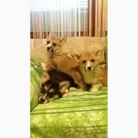 Pembroke Welsh Corgi цуценят на продаж