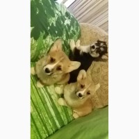 Pembroke Welsh Corgi цуценят на продаж