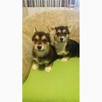 Pembroke Welsh Corgi цуценят на продаж