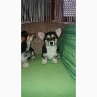 Pembroke Welsh Corgi цуценят на продаж