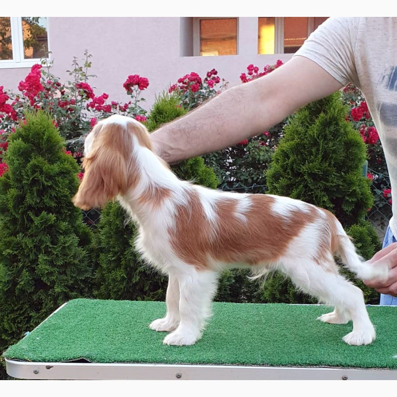 Фото 3. Cavalier king charles spaniel puppies