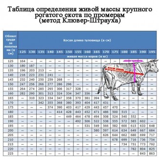 Куплю коров дорого