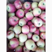 Продам яблоки оптом урожай 2018 года