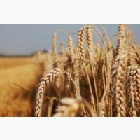 Продам пшеницю фураж 250 тонн, Вінницька обл, Гайсин