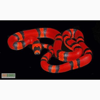 Продам Королевские змеи гондурасские ( Lropeltis triangulum hondurensis )