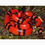 Продам Королевские змеи гондурасские ( Lropeltis triangulum hondurensis )